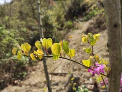 Cercis chinensis