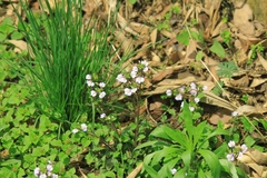 Mazus stachydifolius