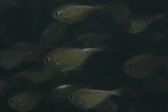 Pempheris oualensis