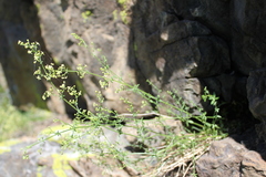 Galium coriaceum