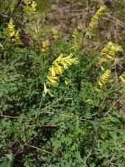 Corydalis balansae
