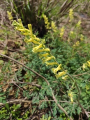 Corydalis balansae