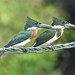 Amazon Kingfisher - Photo (c) Edson Guilherme, some rights reserved (CC BY-NC), uploaded by Edson Guilherme