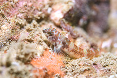 Enneapterygius etheostoma