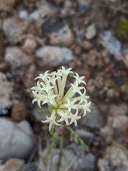 Chaenactis macrantha