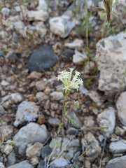 Chaenactis macrantha