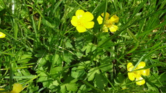 Ranunculus