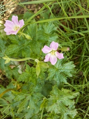 Geranium endressii