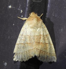 Pyreferra citrombra
