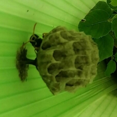 Polistes austroccidentalis
