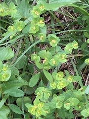 Euphorbia angulata