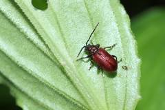 Sangariola punctatostriata