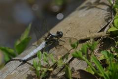 Orthetrum japonicum