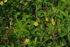Potentilla kleiniana