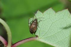 Galerucella grisescens