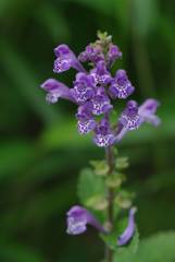 Scutellaria indica