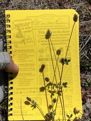 Trifolium dichotomum