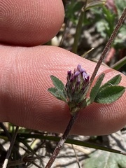 Trifolium dichotomum