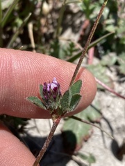 Trifolium dichotomum