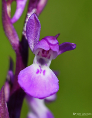 Anacamptis palustris elegans