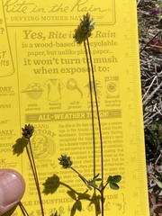 Trifolium dichotomum