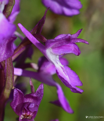 Anacamptis palustris elegans