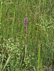 Anacamptis palustris elegans