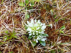 Gentianella antarctica