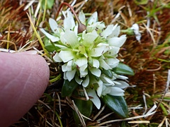 Gentianella antarctica
