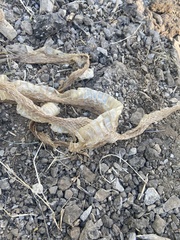 Masticophis flagellum