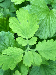 Chelidonium majus