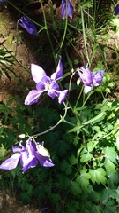 Aquilegia vulgaris