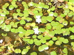 Pontederia diversifolia
