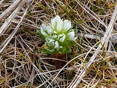 Gentianella antarctica