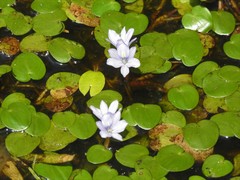 Pontederia diversifolia
