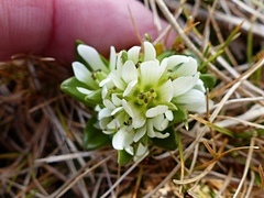 Gentianella antarctica