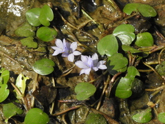 Pontederia diversifolia