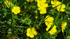 Ranunculus