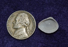 Polymesoda floridana