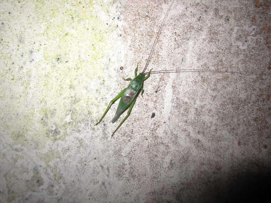 Phyllotrella