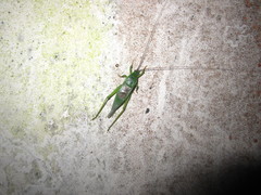 Phyllotrella