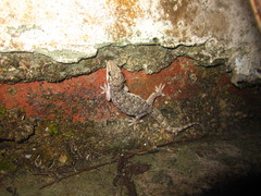 Hemidactylus bowringii