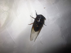 Cryptotympana mandarina