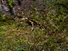 Atelopus hoogmoedi