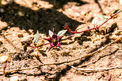 Brachystelma pulchellum