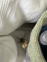 Vespula