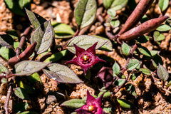 Brachystelma pulchellum