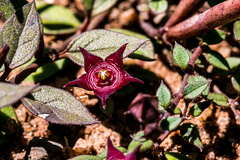 Brachystelma pulchellum