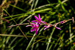 Hesperantha baurii