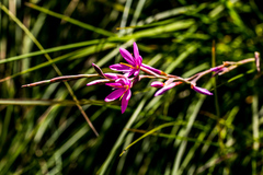 Hesperantha baurii